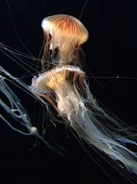 Close-up of jellyfish in water