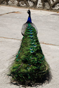 Close-up of peacock