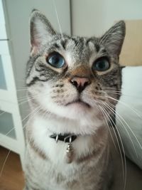 Close-up portrait of cat at home