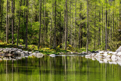 Pine trees by lake in forest