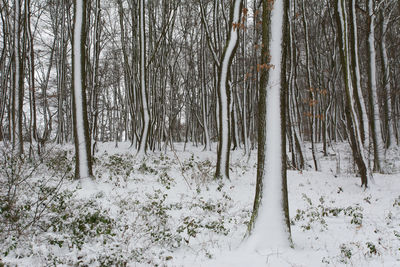 Snow covered trees in forest