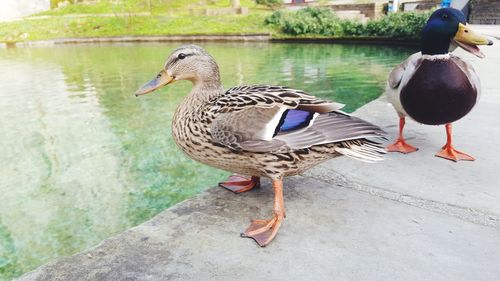 Ducks on a lake