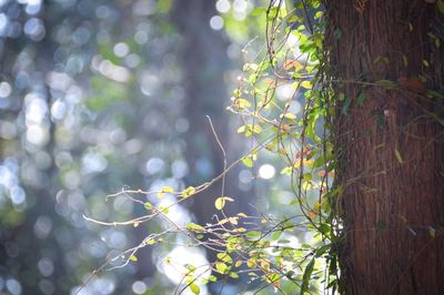 Close-up of spider web on tree in forest