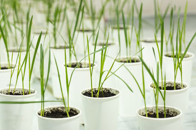 Close-up of potted plant