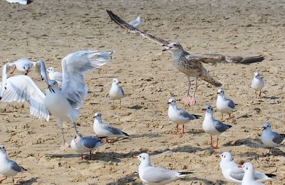 Flock of birds perching on railing