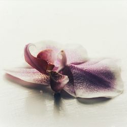 Close-up of flower on table against white background