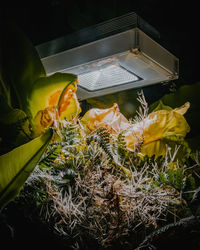 High angle view of yellow flowering plants