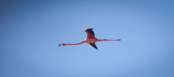 Low angle view of a bird flying
