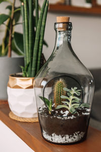 Close-up photo of succulent plants growing in glass plant terrarium on shelf