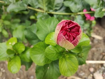 Close-up of rose plant