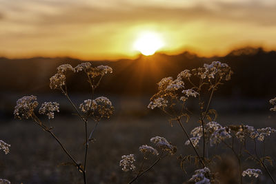 Close-up of wilted plant against sky during sunset