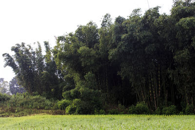 Trees growing on field against sky