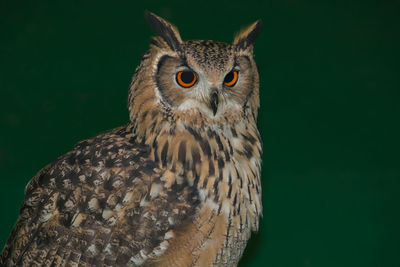 Close-up portrait of owl against gray background