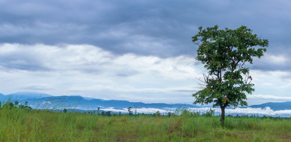 Trees on field against sky