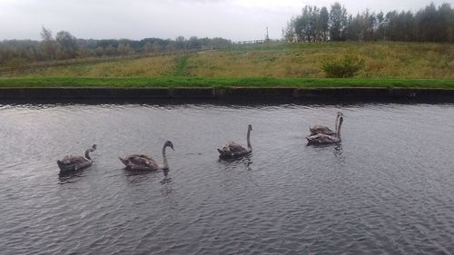 Swans swimming in lake against sky