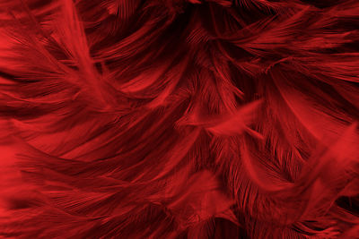 Full frame shot of feathers