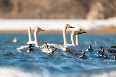 Close-up of swans swimming in lake