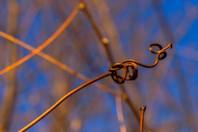 Close-up of leaf