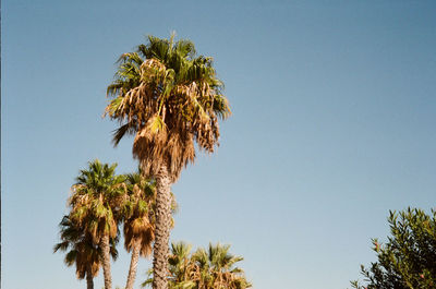 Low angle view of coconut palm tree against clear blue sky