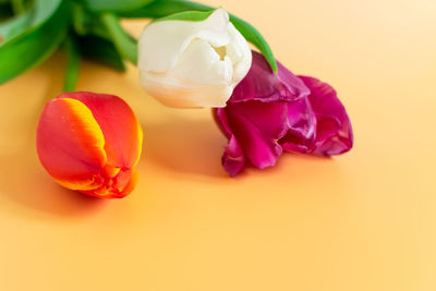 Close-up of rose over white background