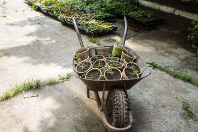 High angle view of potted plant in wheelbarrow