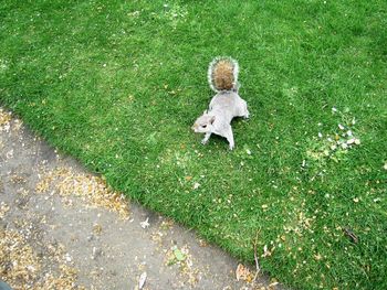 High angle view of eastern gray squirrel on grassy field