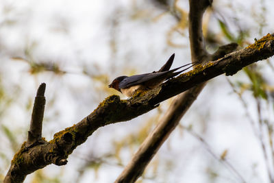 Low angle view of a bird perching on branch