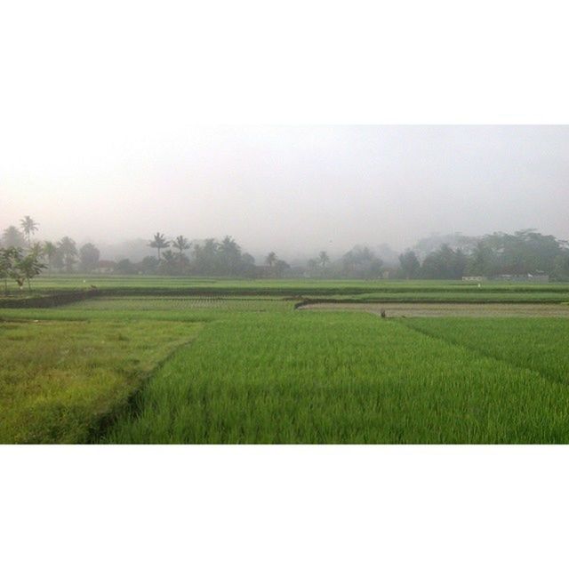 field, rural scene, agriculture, tranquil scene, landscape, green color, tranquility, growth, grass, copy space, beauty in nature, nature, farm, clear sky, scenics, crop, cultivated land, green, sky, day