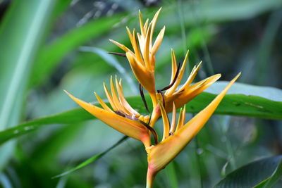 Close-up of yellow flowering plant