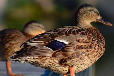 Close-up of mallard duck