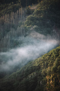 Panoramic view of trees in foggy forest at sunrise