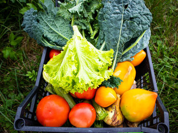 Plastic box full of vegetables