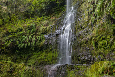 Scenic view of waterfall in forest