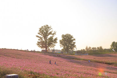 Scenic view of field against clear sky