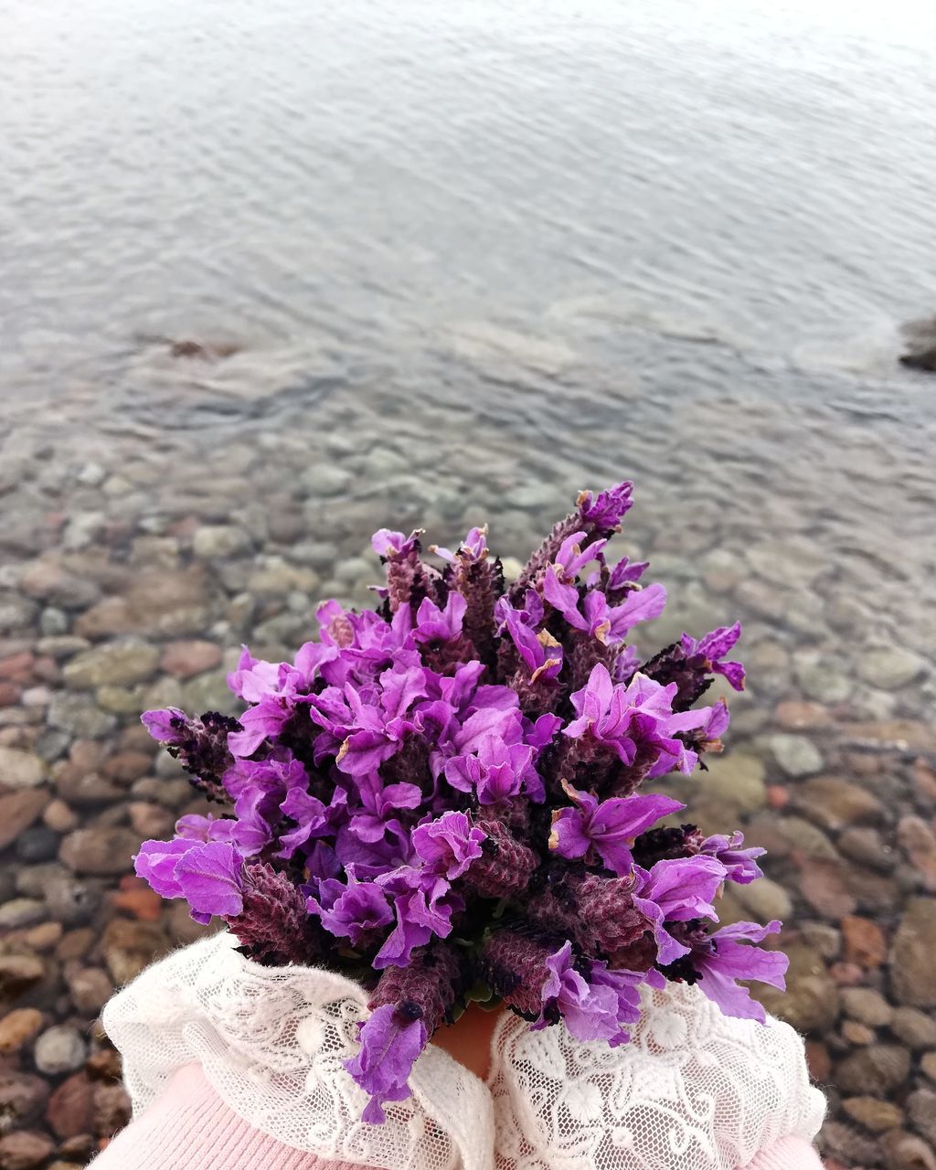 CLOSE-UP OF PURPLE FLOWERING PLANTS