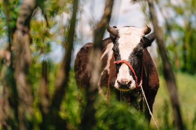Portrait of a cow by trees in summer