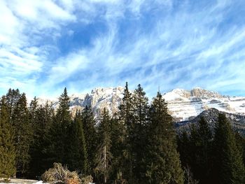 Low angle view of pine trees against sky