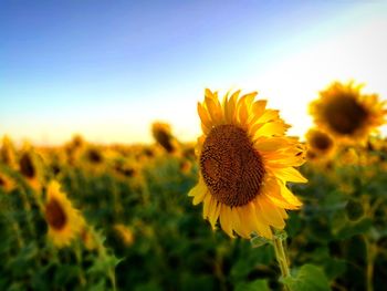 Close-up of fresh sunflowers blooming on field against sky