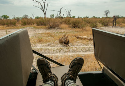 Lions a few meters from the off-road vehicle and the photographer.