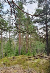 Trees growing in forest