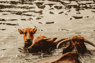 Buffalo or bubalis arnee  in water