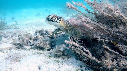 Close-up of coral in sea