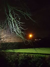 Illuminated tree on field against sky at night