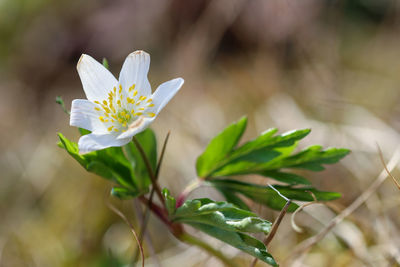 Close-up of white flowering plant