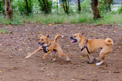 Dogs running in a forest