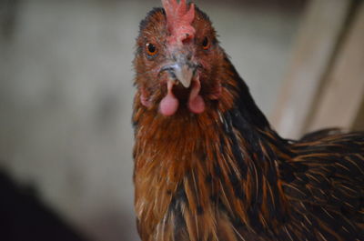 Close-up of chicken, free range poultry