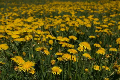 Yellow flowers blooming in field