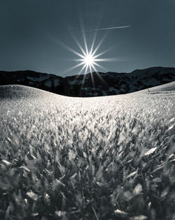 Scenic view of field against clear sky