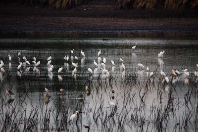 Flock of birds in lake