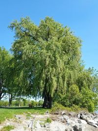 Low angle view of trees against blue sky